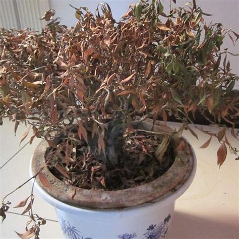 家中植物枯萎|今日植物枯萎原因：陰陽不調？